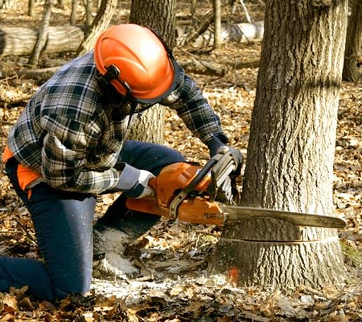 Tree Removal in Utopia, TX